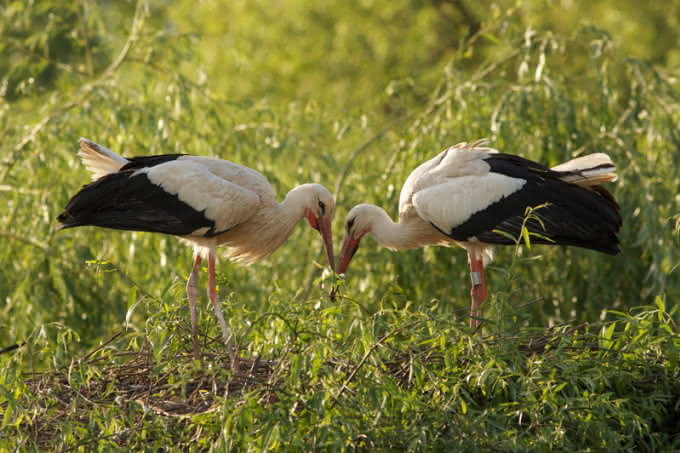 Tourisme en Alsace, partagez le quotidien des animaux des parcs animaliers alsaciens